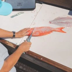 Calcutta Squall Torque Series Fillet Knife Kit Fishing Gear